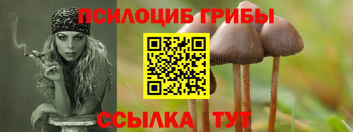 Псилоцибиновые грибы мицелий Зима